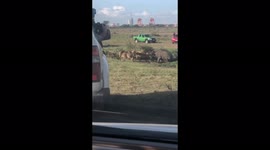 Filmer captures intense moment lone buffalo surrounded by a pride of lions in Nairobi national park