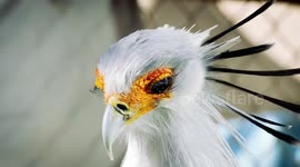Beautiful and tall raptor bird is a deadly supermodel