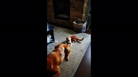 Kitten becomes intrigued and thinks dogs wagging tail is a toy