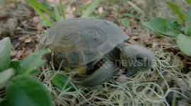 Gopher tortoise is key to the ecosystem and gets a snake roommate in return