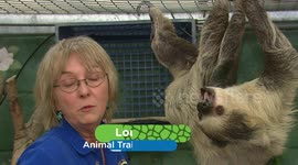 Sloths Are Some of the Coolest Animals Out There! See Them Use Those Long Claws While Climbing