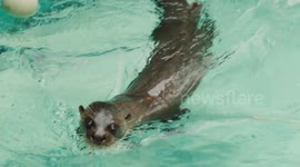 Blind otter sees a lot of love from his friends
