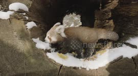 Cuddly Red Panda Cub 'Oolong' Needed Some Help to Overcome a Major Obstacle