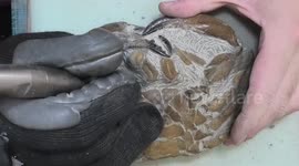 YouTube fossil hunter uncovers 12-million-year-old crab from rock