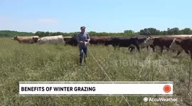 More farmers are grazing their animals in the winter