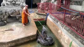 Brave barefooted monk showers huge crocodile with a hosepipe