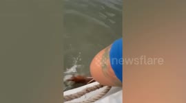 Drowning dog shows clever survival instinct by biting onto rope to be hauled to safety