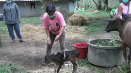 Adorable baby cow has SIX legs with two growing from its back
