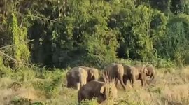 Herd of wild elephants munch on crops in Cambodia