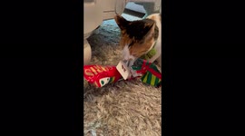 Cute cat has fun unwrapping her Christmas present in South Africa