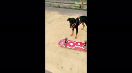 'Sporty dog flips over and effortlessly rides a skateboard without any help'