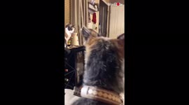 'Brave cat comes to owner's rescue and knocks down an out-of-control drone '