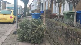 The Great Christmas Tree Waste Dozens of Trees No longer wanted