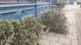 Discarded Christmas Trees Day's After Christmas Celebrations