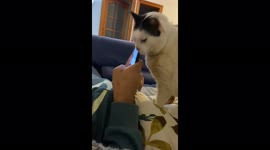 my cat kicked my phone asking for attention or food