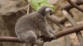 Diabetic ring-tailed lemur has fascinating story