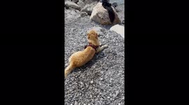 Rescue dog getting ready to save lives on the beach in Italy. Porto Picolo beach.