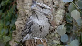 What looks like an owl, smells like a skunk and blends into a tree? This crazy Australian bird