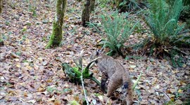 This Bobcat Loves the old Elk Skull in Our Yard - Against Autumn Backdrop