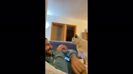 Needy cat knocks owner's cell phone out of his hand in plea for attention