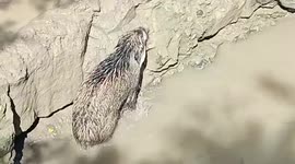 Wild boar rescued after falling into well in central India