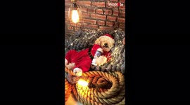 'Fluffy Santa skips Christmas to chill and enjoy his treats '