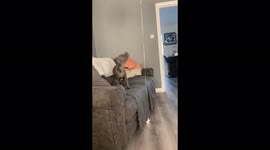 Puppy bouncing to catch balloon