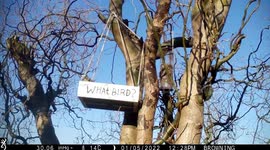 Some interesting facts about watching birds in the comfort of our UK home