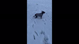 Staffy puppy playing in the snow for the first time