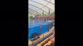 Whale jumping out water