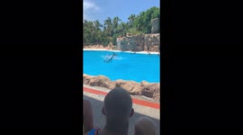 Dolphins diving in water