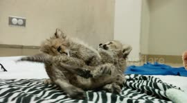 Cutest wrestling match ever between cheetah cubs