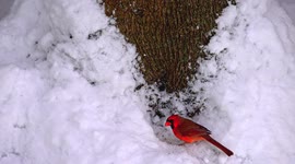 Red male Northern Cardinal eating seeds on fresh snow outdoor
