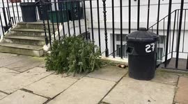 Thousands of Christmas trees are chucked on roadside in London at the end of first week of January 2022