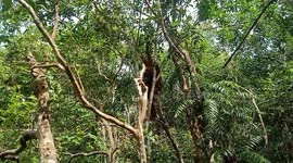 Orangutan young male is hanging from a tree and looks like he's angry
