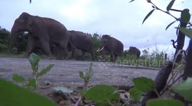 Majestic elephant parade spotted in Sri Lanka