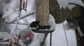 Dark-eyed Junco sitting on bird feeder at winter season and he do not want eat other birds