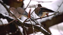 Close up from two turtle doves sitting on tree branch covered with snow and stretching body in cold weather
