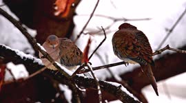 Close up from two turtle doves sitting on tree branch covered with snow and third one is sitting next