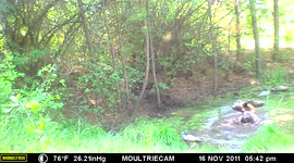 Young black bear is very active in small pond containing duck decoys.