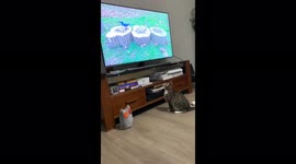 Cat shows hunting skills...by attacking bird on TV screen