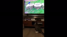 Cat hunts bird on TV super cool and funny. Kitty has wild hunting skills indoors