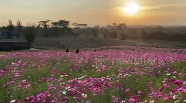 Beautiful fields of lavender bloom during cooler winter season in northern Thailand