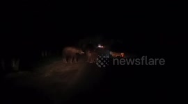 Deadly affair - Male elephant threatens  to hurt the calf in pursuit of a sexual partner in South India.
