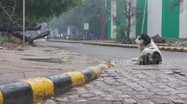 Animals take over the streets of Delhi amidst COVID-19 lockdown in India