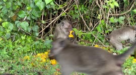 Locals feed hungry wild monkeys in southern Thailand