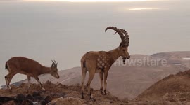 Nubian ibexes are seen near Jerusalem wilderness, east of West Bank city of Bethlehem