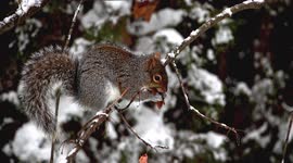 Close up from hungry gray squirrel sitting on tree branch with snow in winter and eating tree plants in slow motion