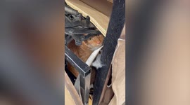 Cat reunited with family after it got stuck in an armchair that they donated to a charity shop