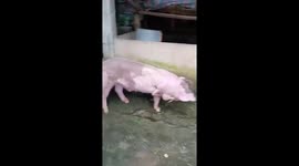 Strange pig with 5 legs in Vietnam